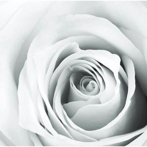 Fototapeta - Biała Róża, Płatki Róży