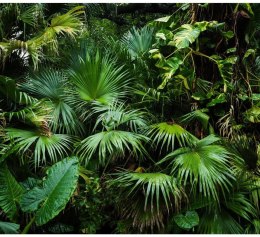 Fototapeta - Słoneczna dżungla Liście