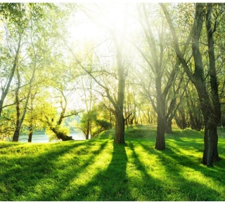 Fototapeta - Wiosna, Las, Natura