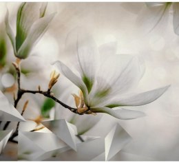 Fototapeta - Białe magnolie, Natura