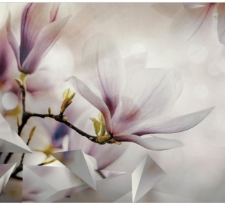 Fototapeta - Różowe magnolie, Natura