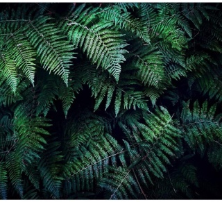 Fototapeta - Liście Paproci, Natura