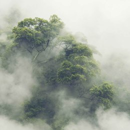 Fototapeta - Las równikowy we mgle